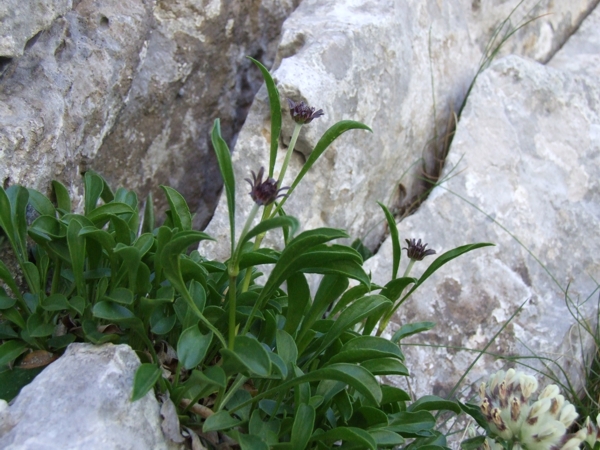 Scabiosa silenifolia / Scabiosa a foglie di silene